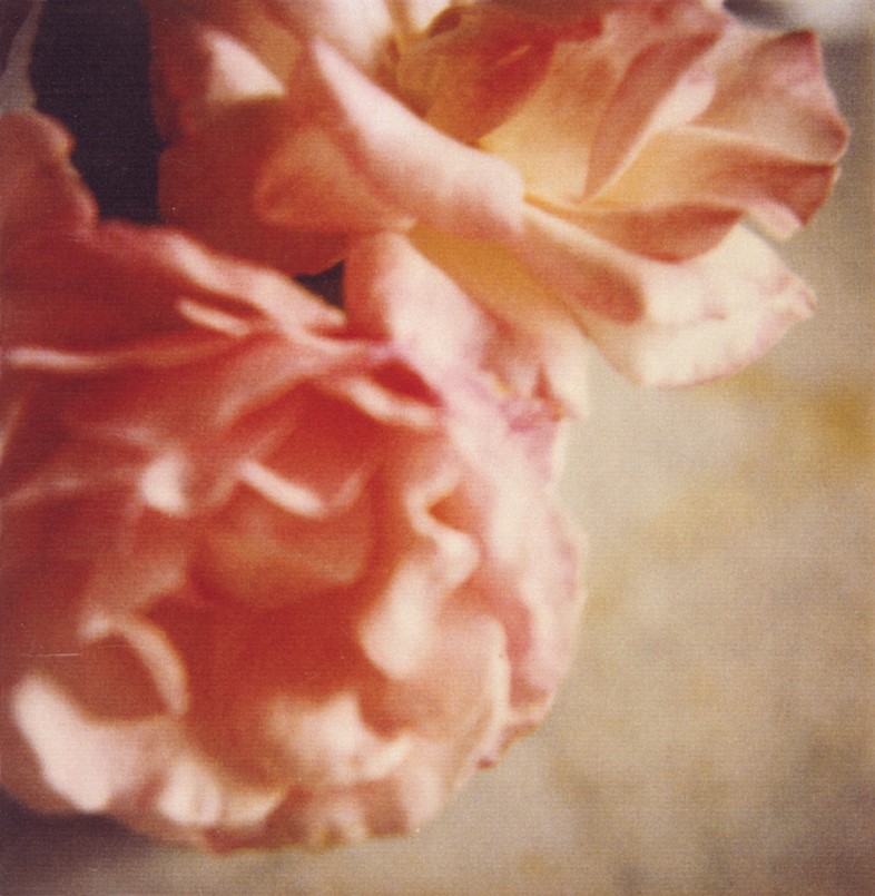Roses, Gaeta, 2004, Dry-print on cardboard, 43,1 x 27,9 cm