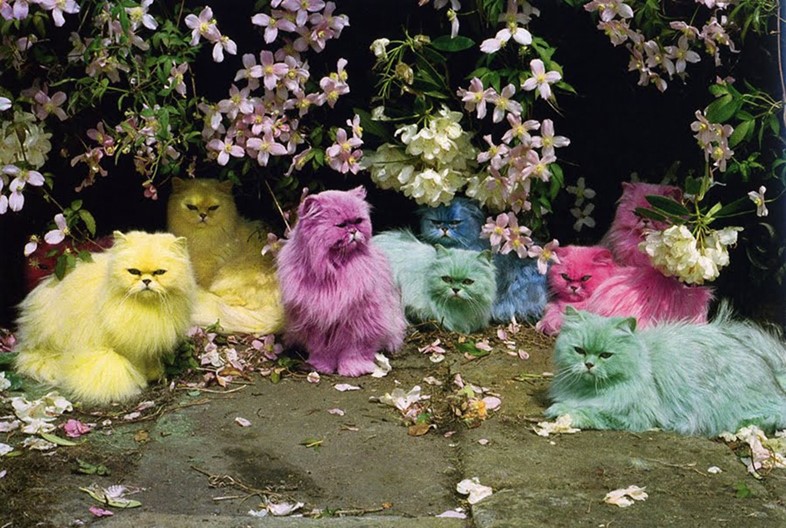 Pastel Cats