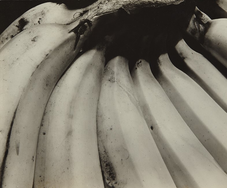 Edward Weston, Bananas, 1930 (Estimate $80,000 - 120,000)