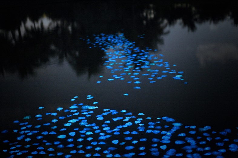 A Flotilla of 1,000 Bioluminescent Leaves