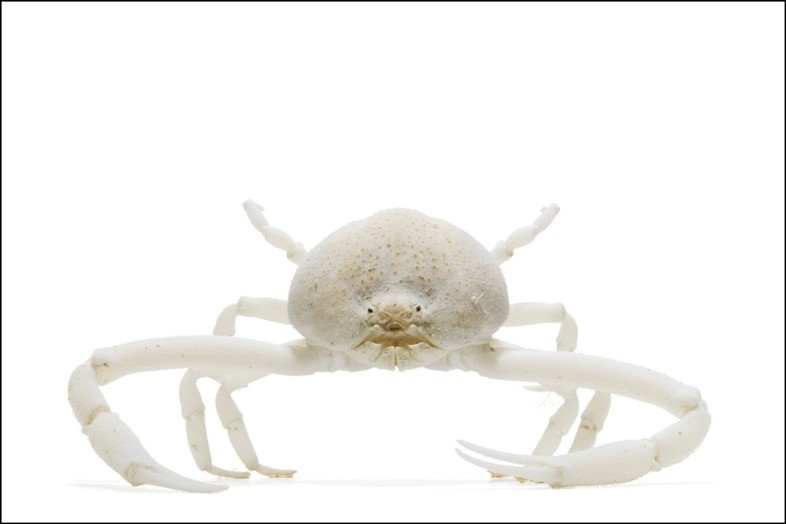 White Phantom Crab Tanaoa distinctus