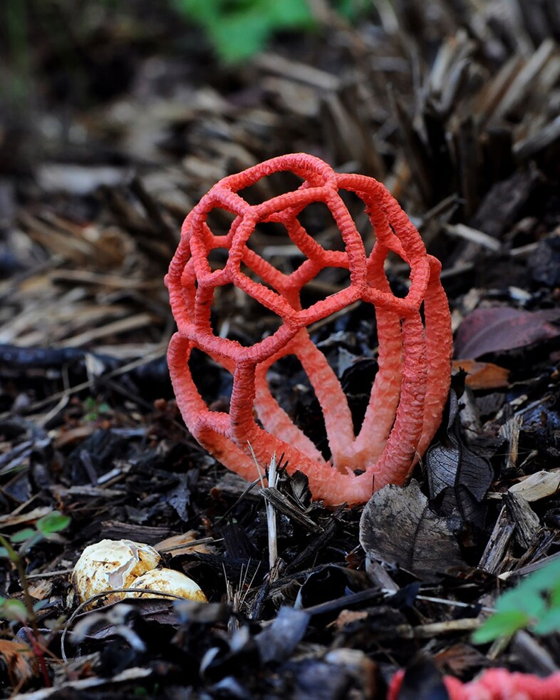 Clathrus Ruber mushroom