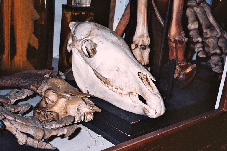 The Grant Museum of Zoology