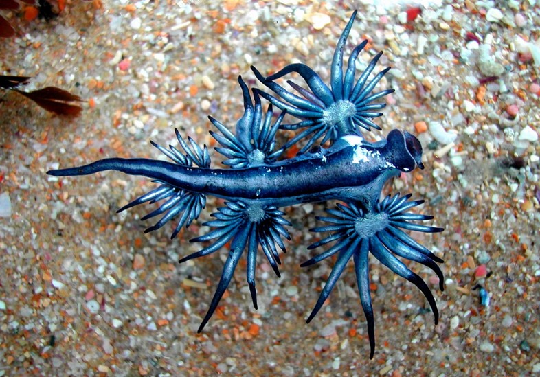 A blue dragon mollusk