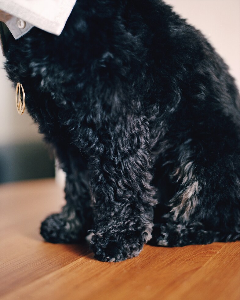 Sweep, 22 months, Cockerpoo