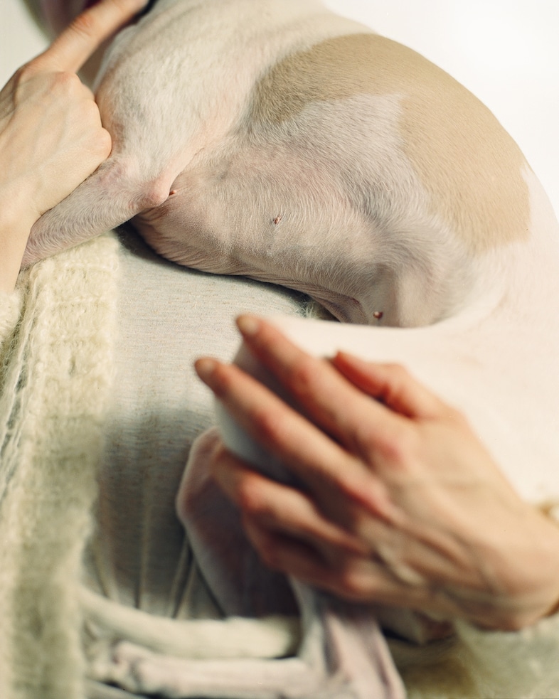 Dolly, 6 years, Whippet