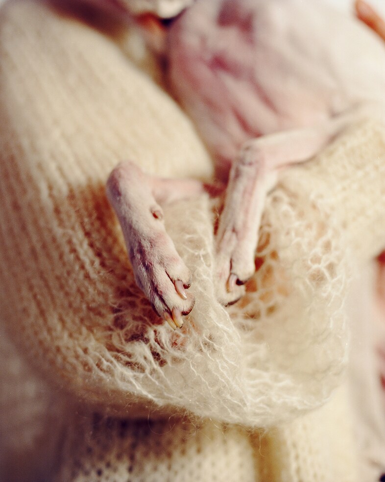 Dolly, 6 years, Whippet