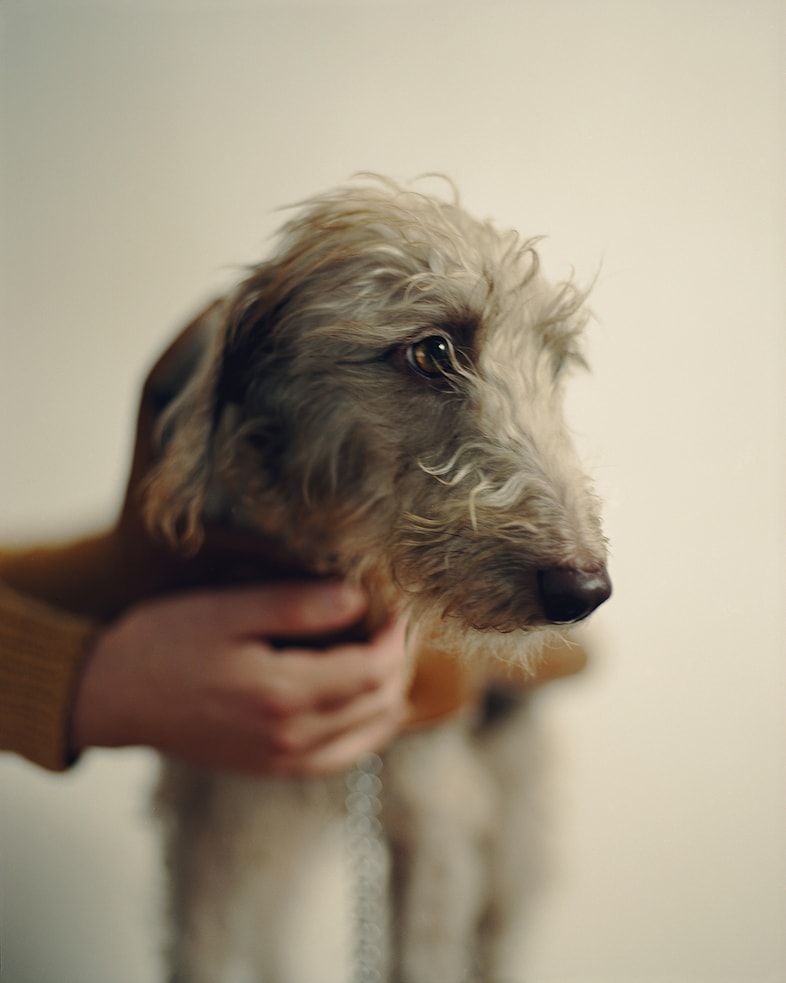 Radish, 2 years 6 months, Bedlington Lurcher