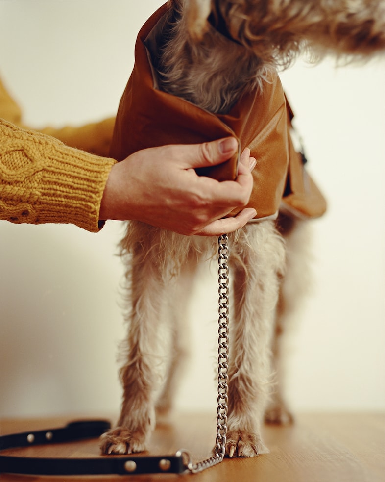Radish, 2 years 6 months, Bedlington Lurcher