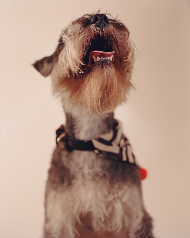 Frank, 3 years 6 months, Miniature Schnauzer