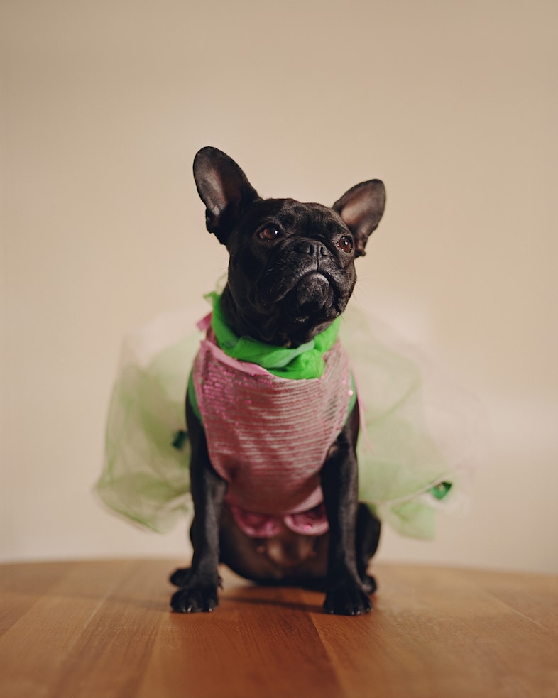 Taxi, 13 months, French Bulldog