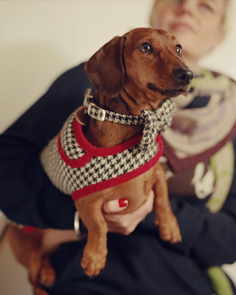 Murpy Gingernut, 3 years 10 months, Sausage Dog