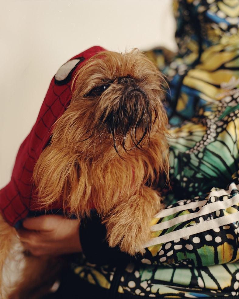 Tolly, 4 years, Brussels Griffon