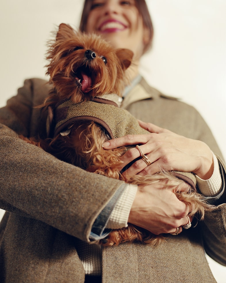 Caramel, 8 years, Yorkshire Terrier