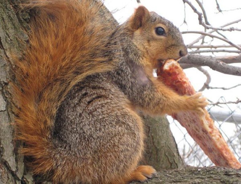 Courtesy of Squirrels Eating Pizza
