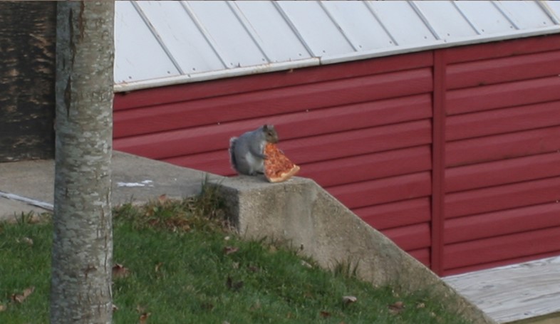 Courtesy of Squirrels Eating Pizza