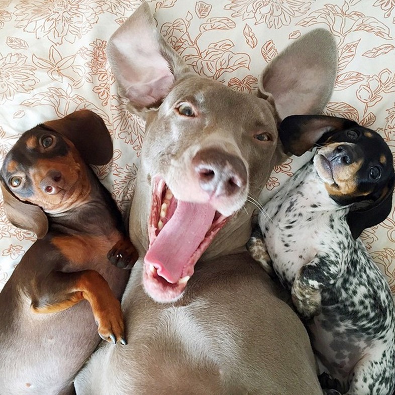 Harlow and Indiana and Reese