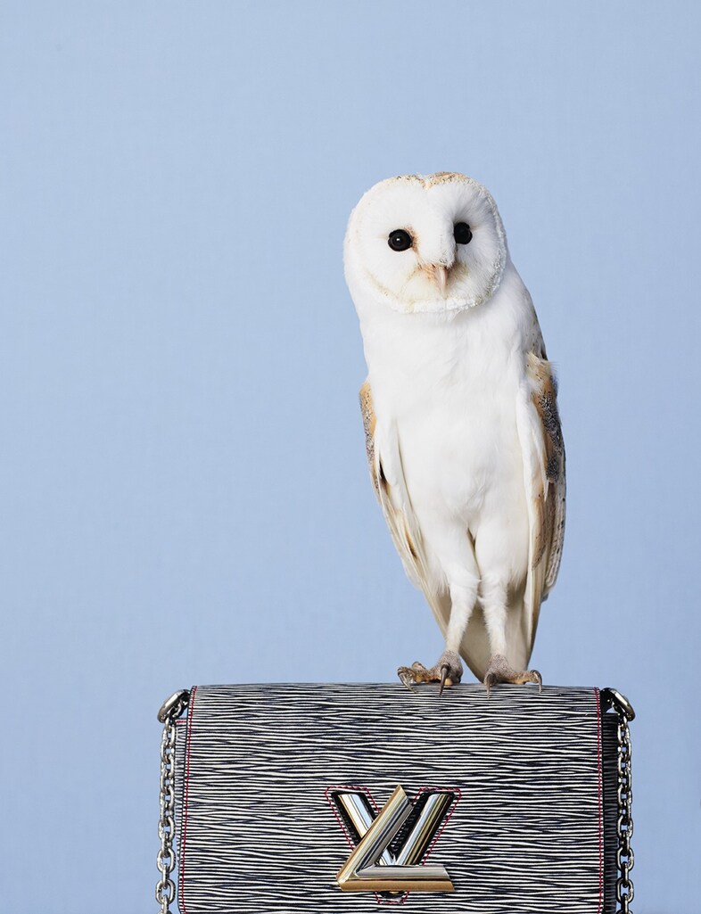 An owl in AnOther Magazine S/S15