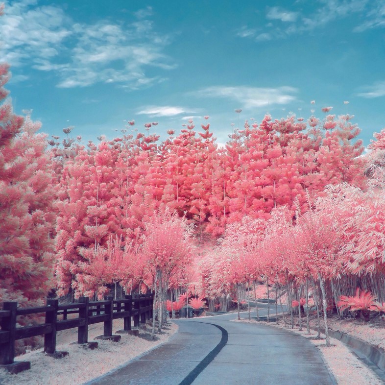 Pink cherry blossoms on an empty road