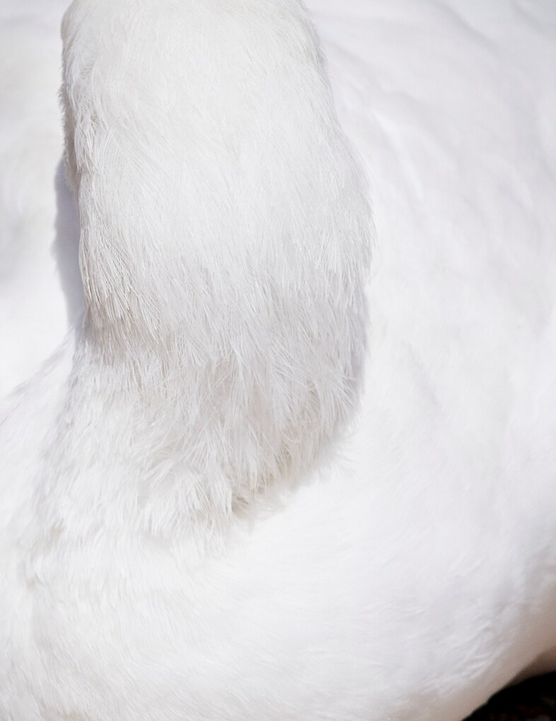 thomaslohr_Birds_05