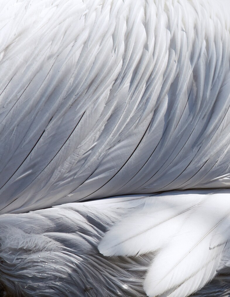 thomaslohr_Birds_11