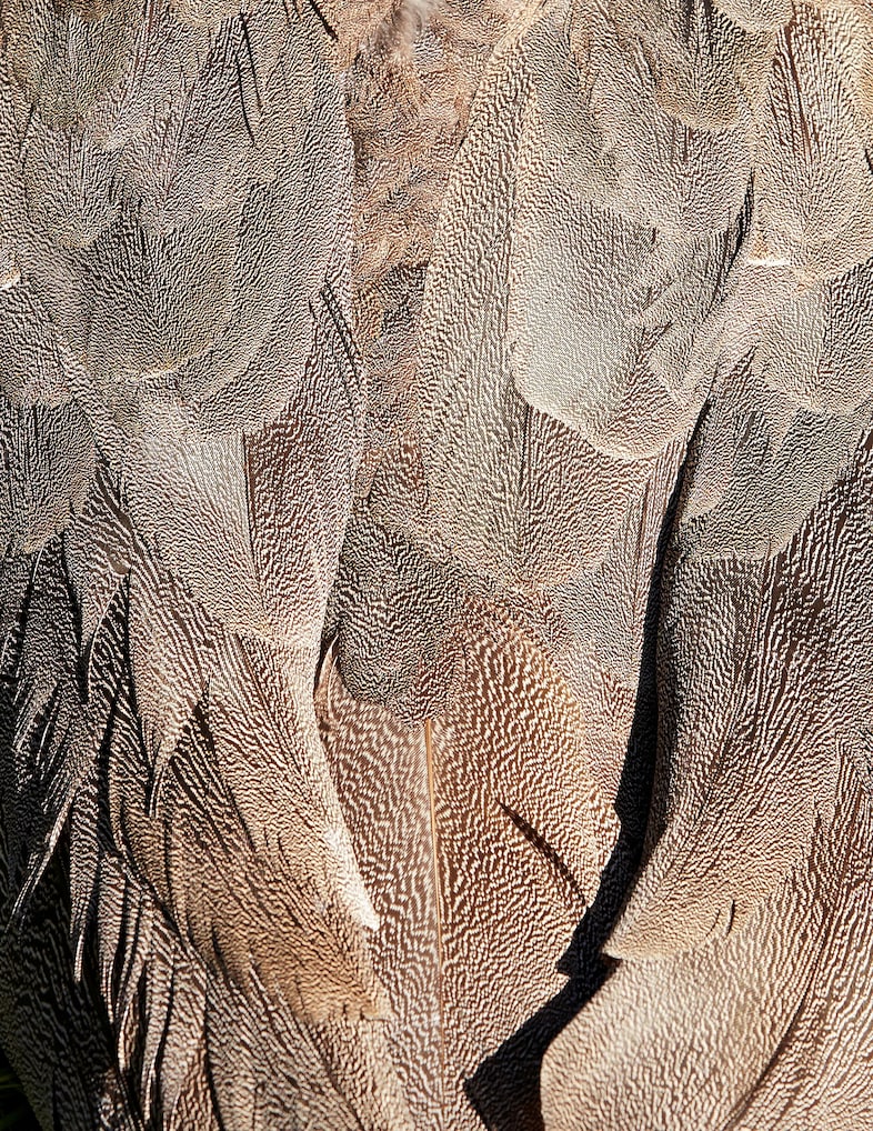 thomaslohr_Birds_14
