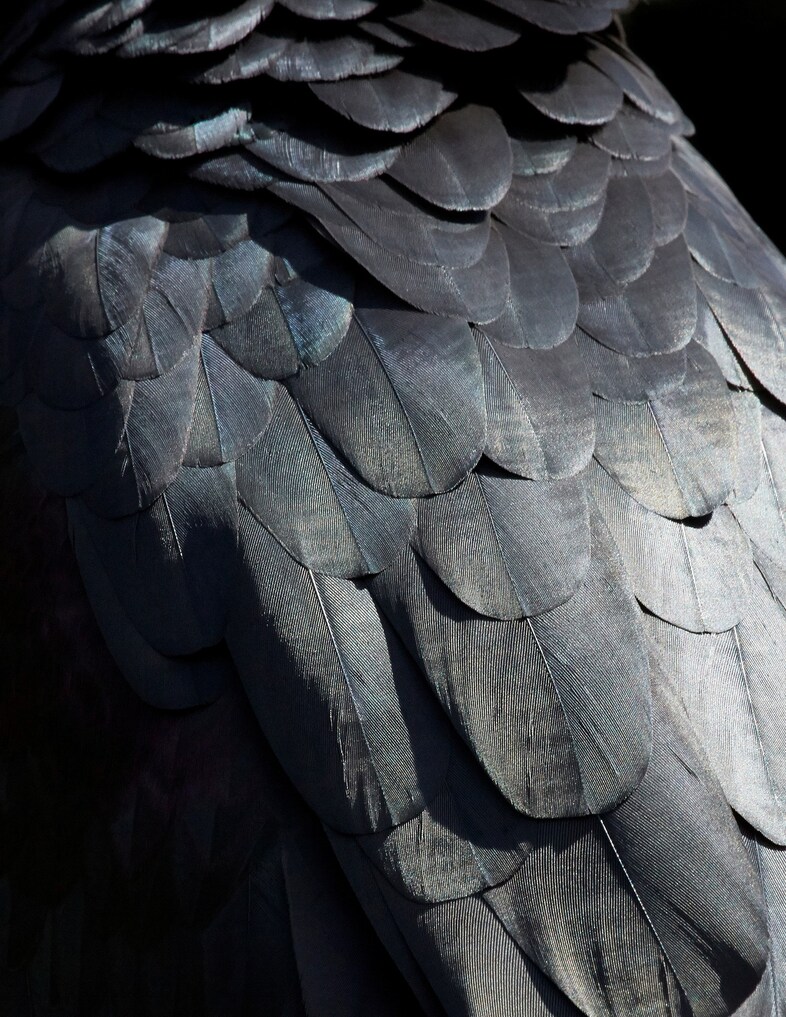 thomaslohr_Birds_16