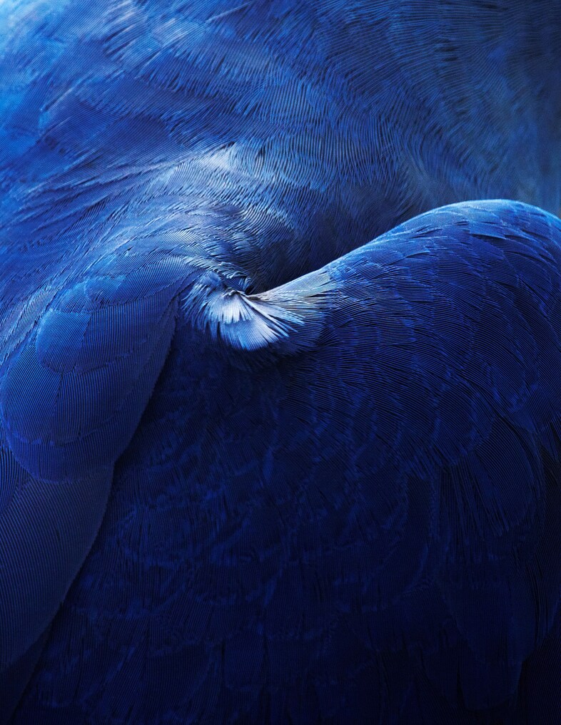 thomaslohr_Birds_21