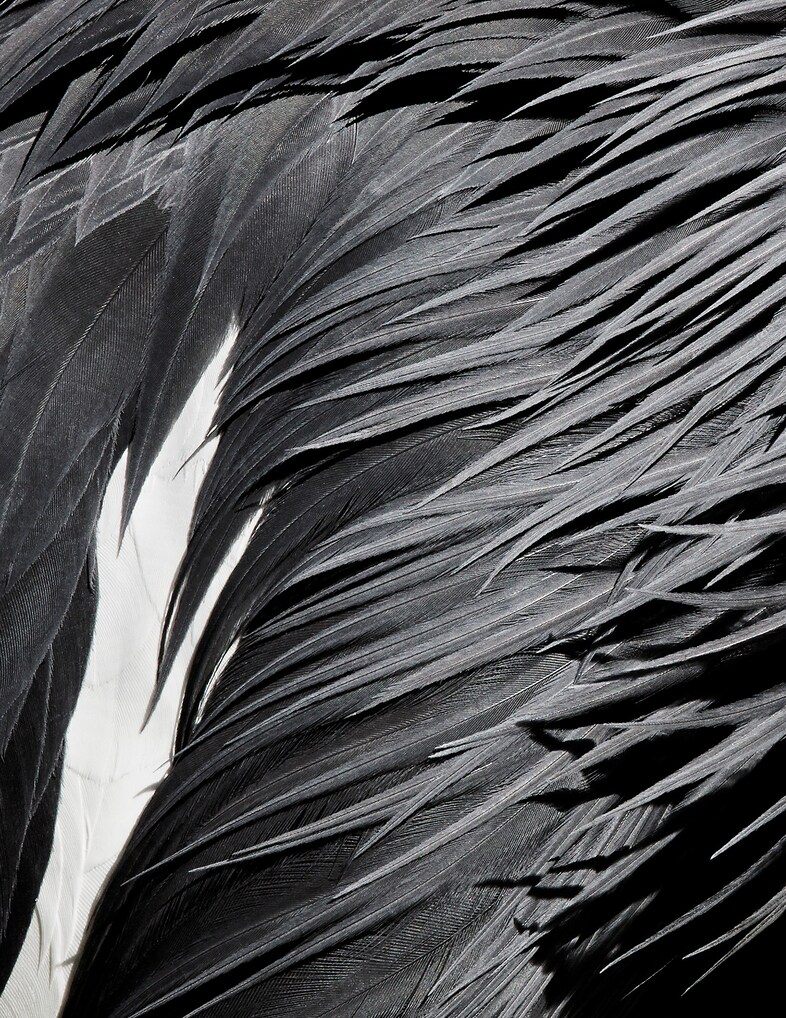 thomaslohr_Birds_03