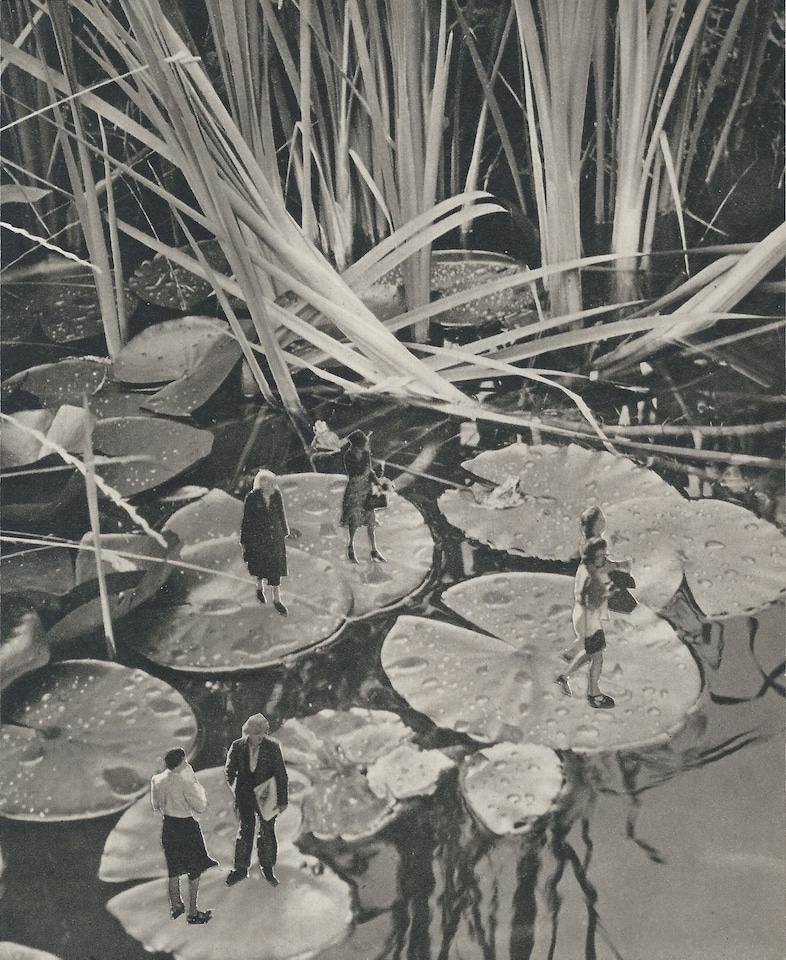 Pick a Lily Circus