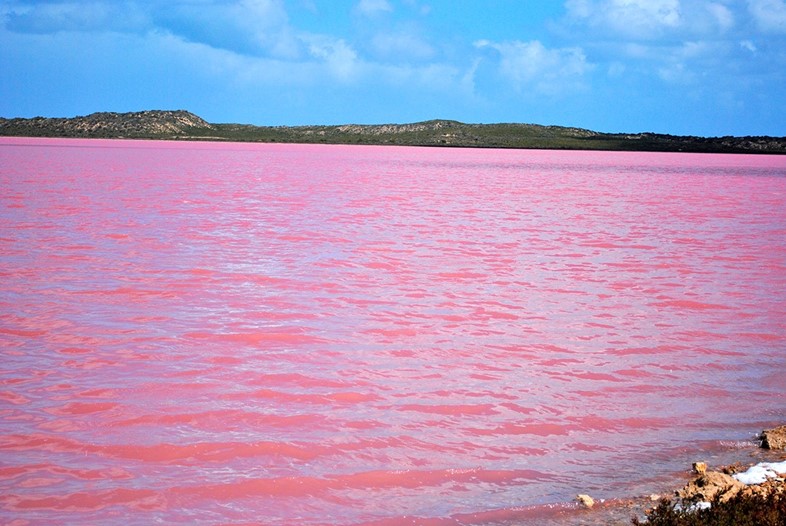 Discovery Why Australia Has Bubblegum Pink Lakes, Latest Science News and  Articles