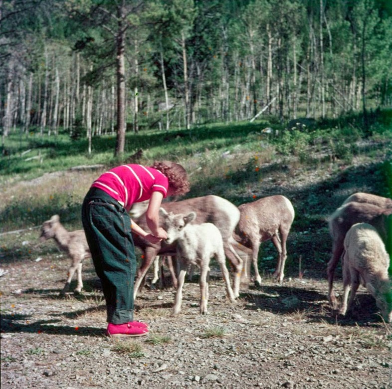 A child feeding mountain sheep on the Banff-Lake Louise road