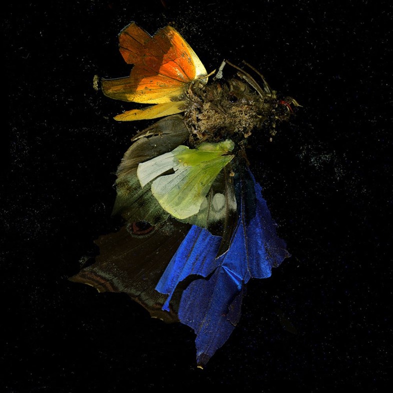 Insecticide, 2009, by Mat Collishaw