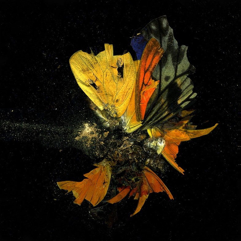 Insecticide, 2009, Mat Collishaw