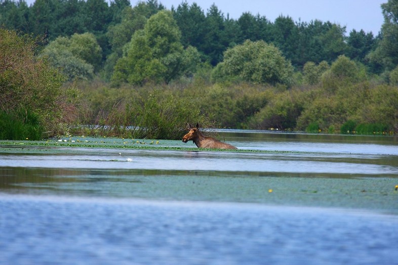 Elk swimming Valeriy Yurko