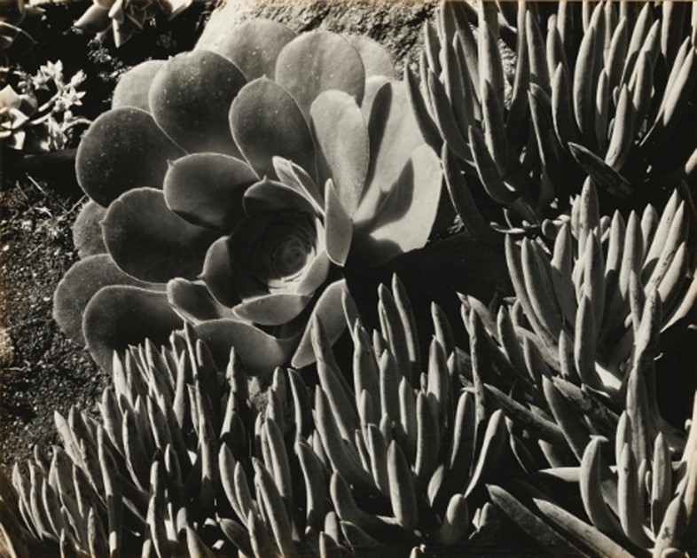 Succulents-by-Edward-Weston-1930-at-James-Hyman-Ph