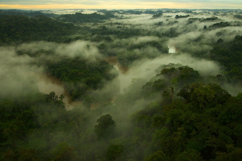 Tim Laman Aerial view of morning mist above the Ti