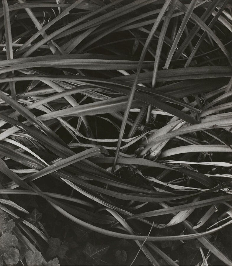 Paul Strand (1890-1976), Lily Leaves, Winter, Orge