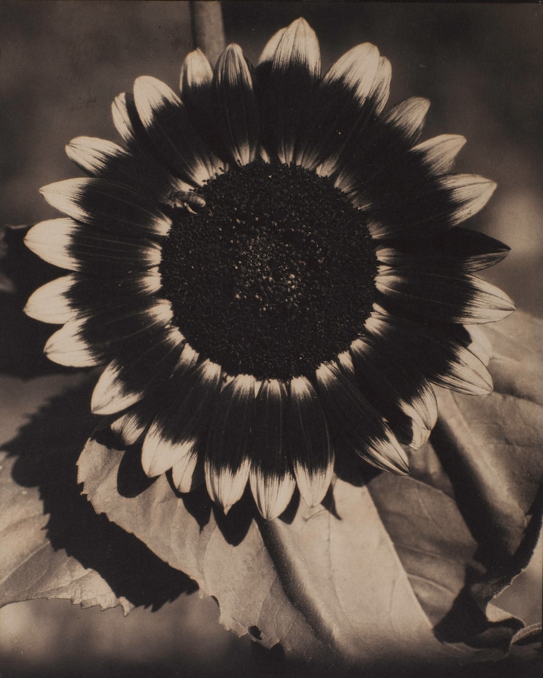 Edward Steichen A Bee on a Sunflower