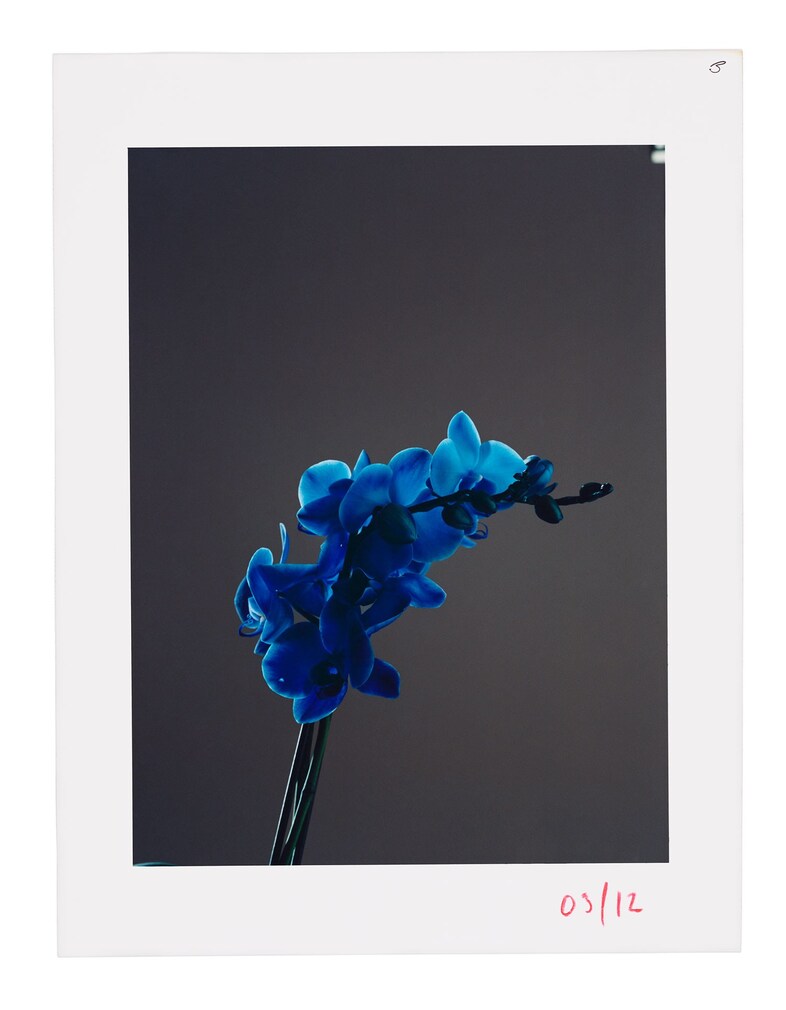 161117_FlowerBookPolaroids97687