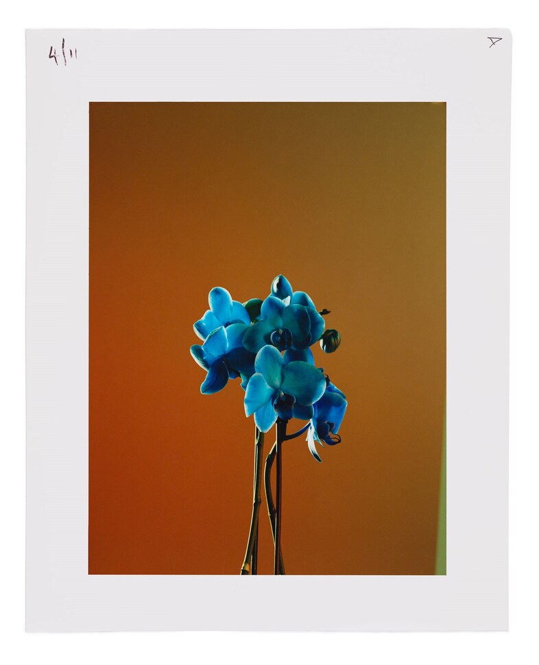 161117_FlowerBookPolaroids97724