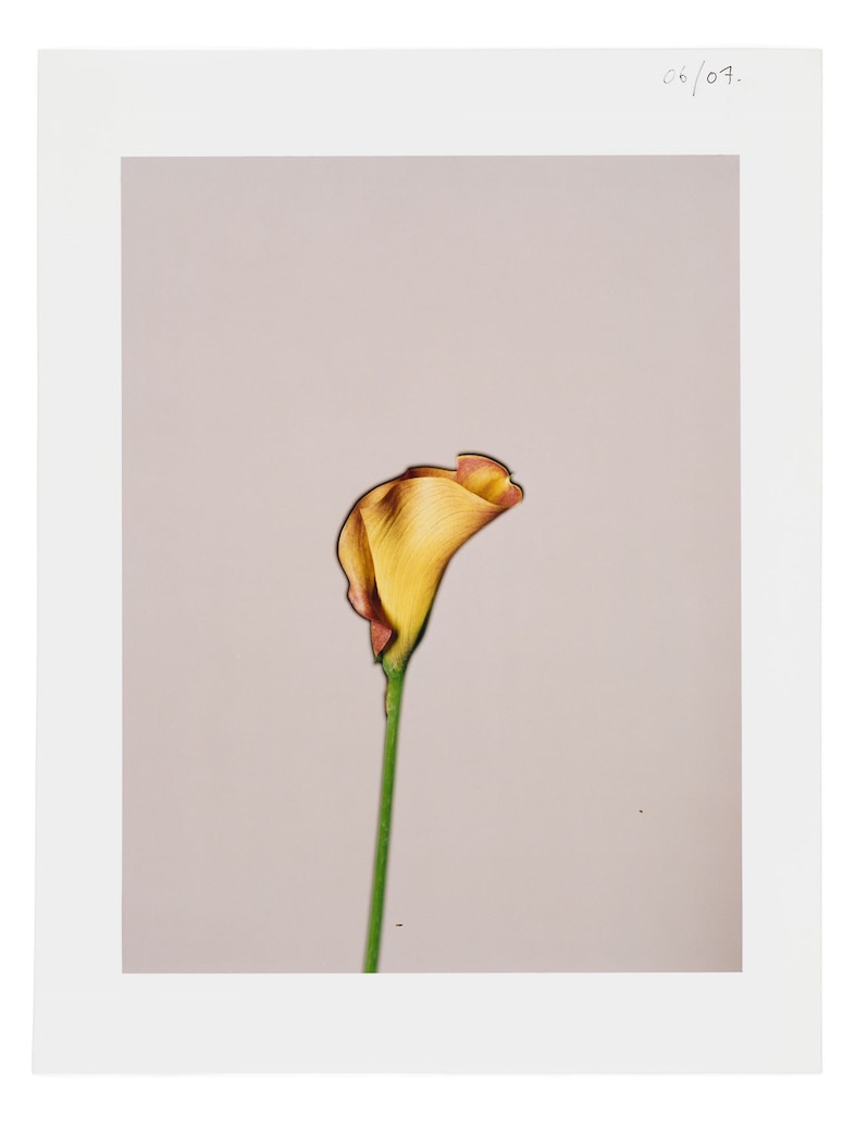 161117_FlowerBookPolaroids97763