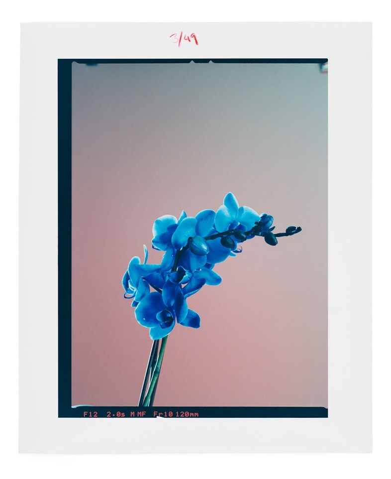 161117_FlowerBookPolaroids97772