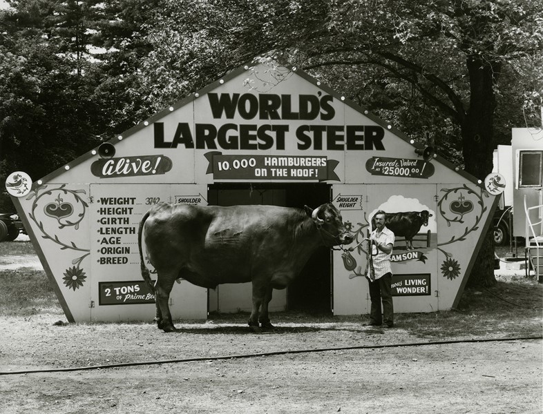 World&#39;s Largest Steer, Saratoga Springs, New York,