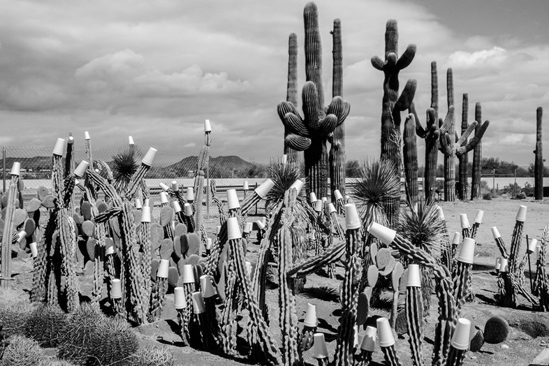 Winter-cactus-garden.-Paper-cups-to-protect-agains