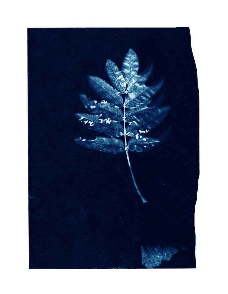 CYANOTYPE_-5