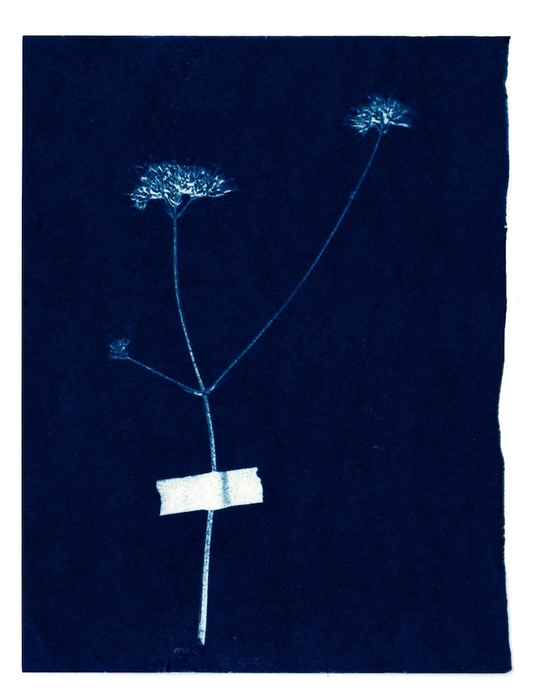 CYANOTYPE_-6