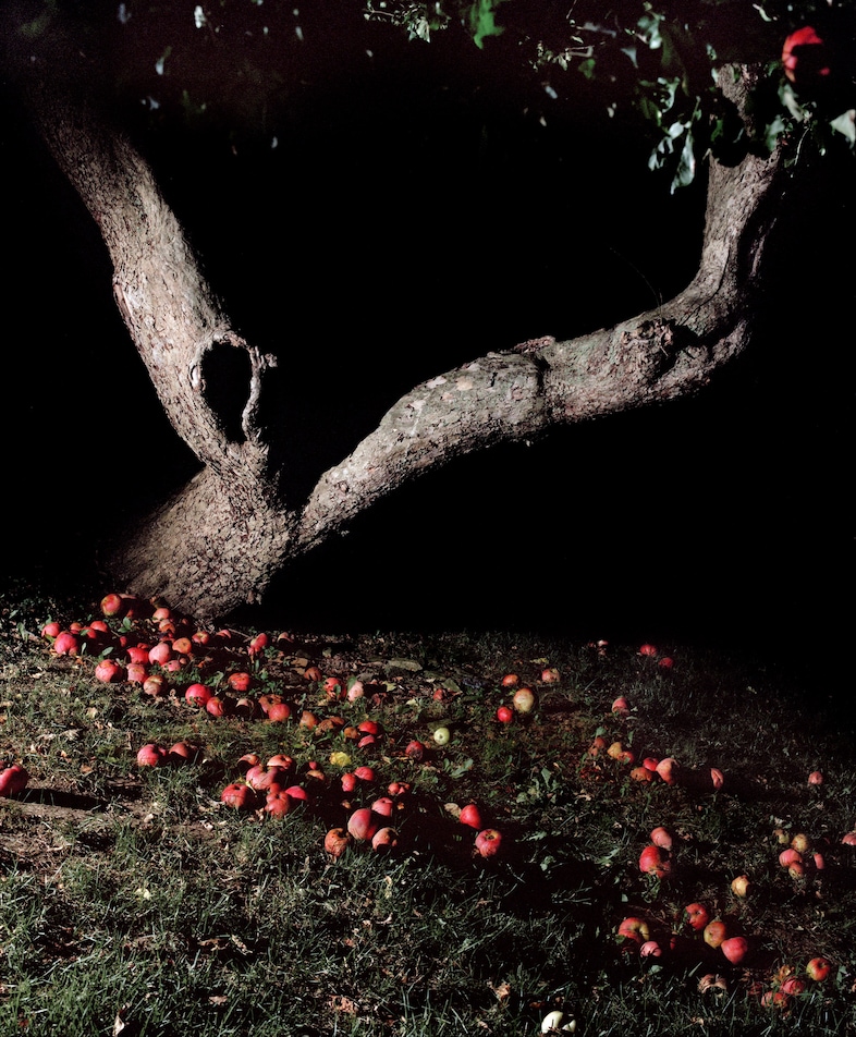 18. Apple tree at night, 2016, 13 x 19 or smaller