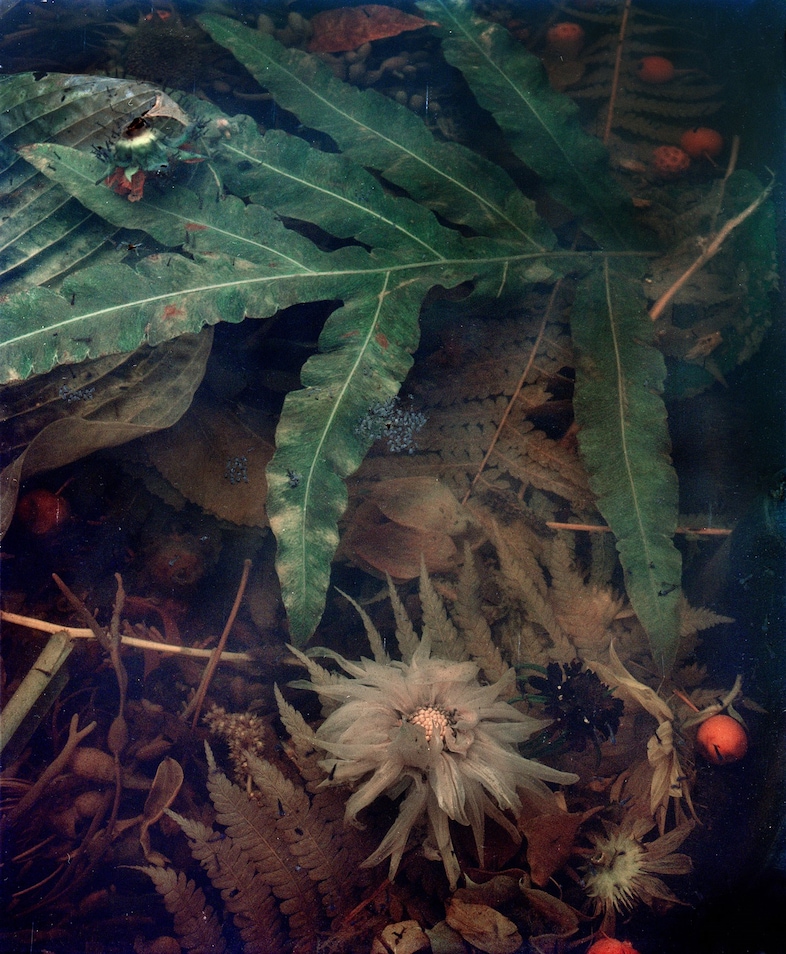 17.-Dark-Matter_8,-decomposing-Dahlia,-2017,-13x19