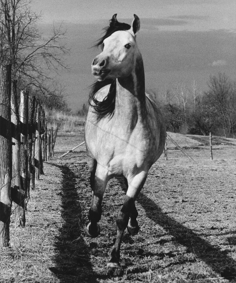 Hujar_2_Running-Horse-toward-camera
